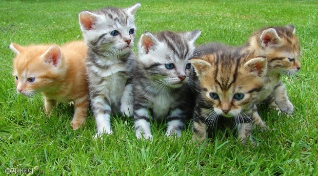 고양이에게 흔한 유전질환 3가지