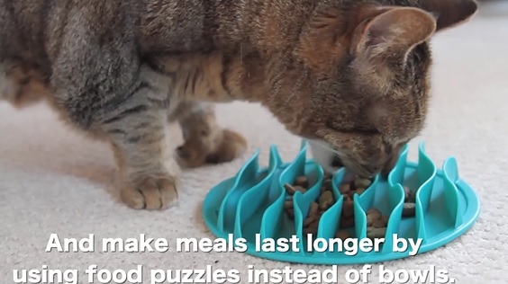 잘못된 고양이 식습관 6가지