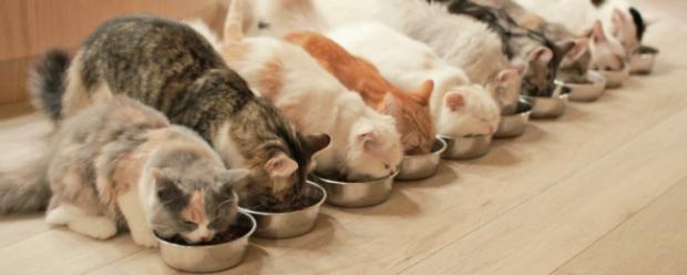 집사를 위한 고양이사료 급여법 7가지