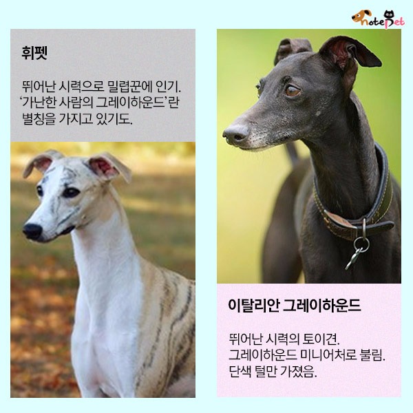 어느 쪽이 허스키일까요?