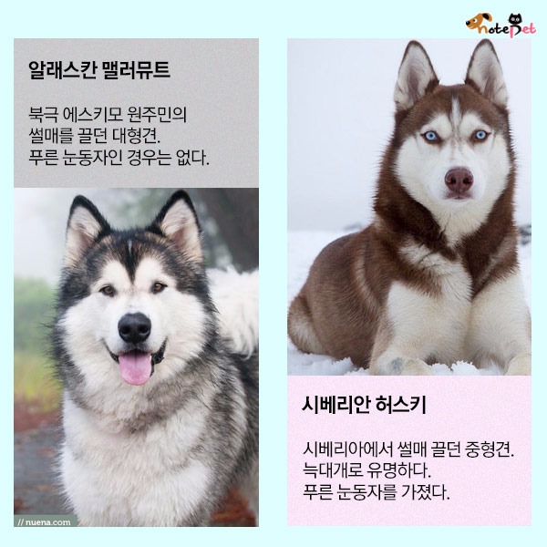 어느 쪽이 허스키일까요?