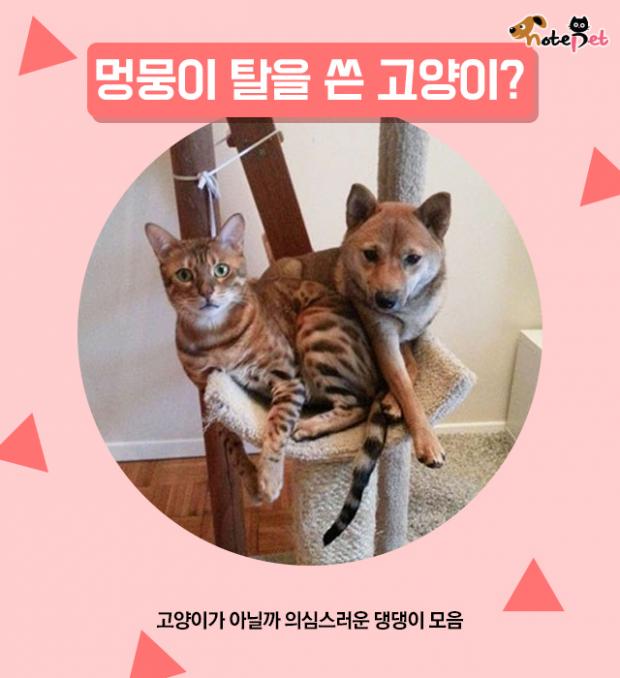 멍뭉이 탈을 쓴 고양이?