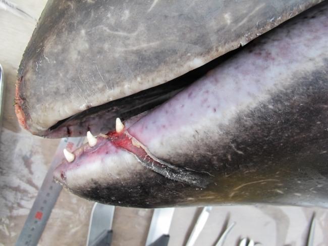 돌고래 주둥이에 패인 상처가 남아있다. [사진=WWF]