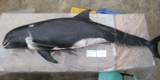 18일 제주시 구좌읍 해안가에서 발견된 돌고래 사체. [사진=WWF]
