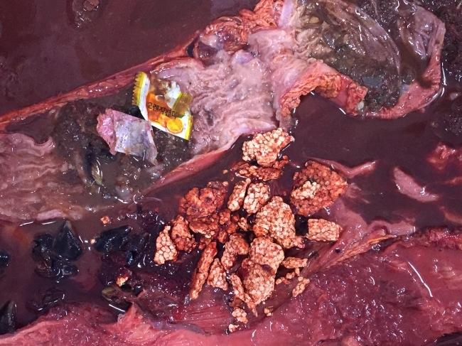 바다거북 뱃 속에서 발견된 해양 쓰레기