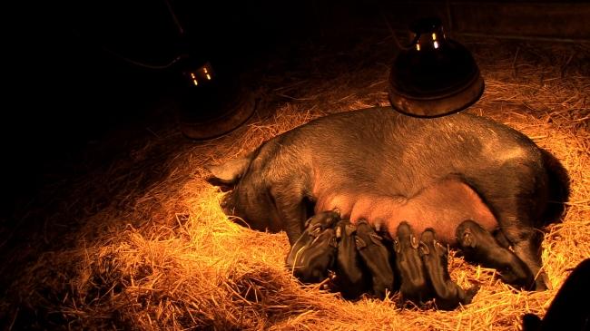 산골농장 원가자농에서 엄마 돼지 십순이가 새끼돼지를 낳은 날.