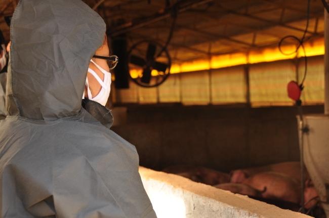 공장식 축산. 햇빛도 바람도 들지 않는 무창돈사에서 돼지들이 GMO 사료를 먹고 약물을 투여받으며 밀집사육된다.