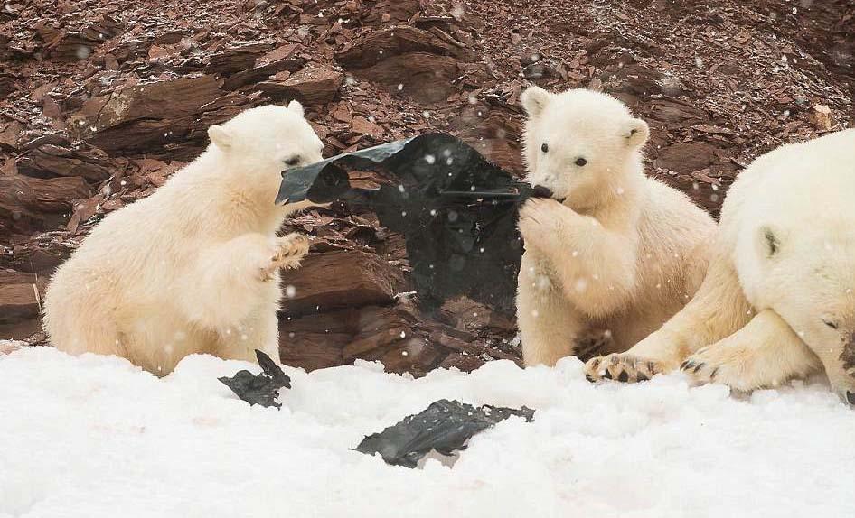 플라스틱 뜯어먹는 아기 북극곰 포착…