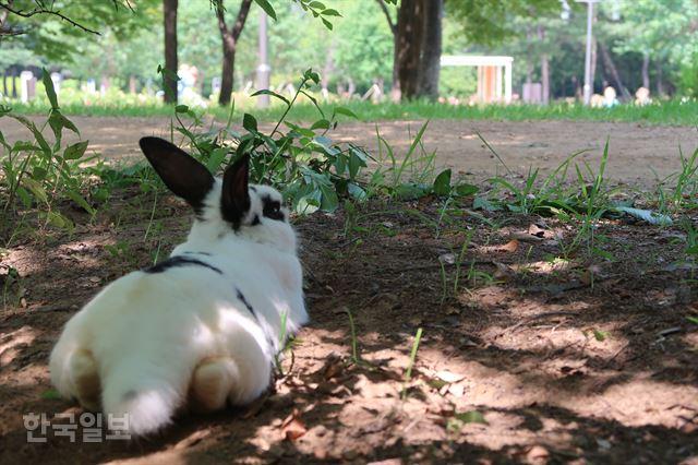‘공원’에 버려진 반려 토끼들