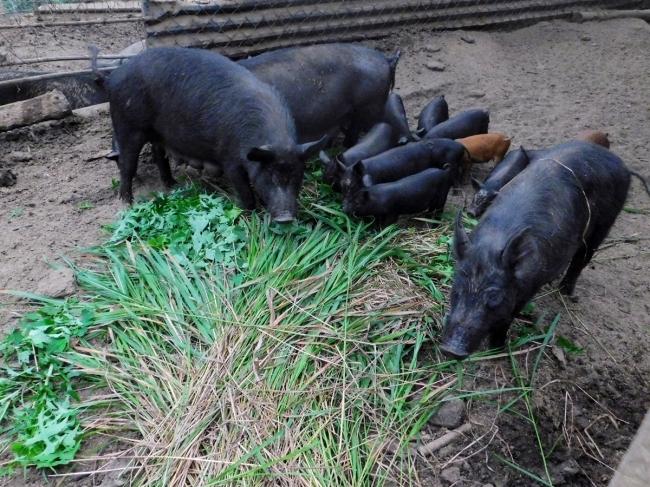경북 봉화에 있는 유기농 자연양돈 농장의 돼지들이 풀을 먹고 있다. 이곳 돼지들은 왕고들빼기를 특히 좋아한다.
