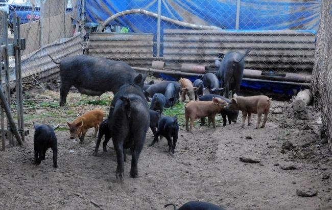 이곳 농장의 돼지들은 한 마리당 3.3㎡의 공간을 차지한다. 밀집 사육에서 비롯되는 스트레스가 적다.