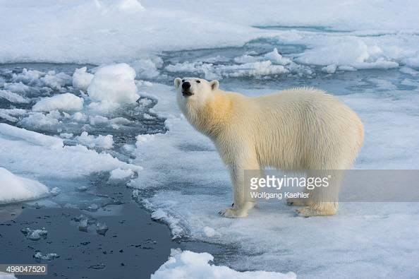 북극곰 죽음이 쏘아올린 '에코투어리즘