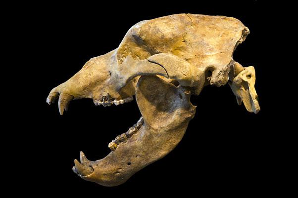 선사시대 유럽에 ‘초식 곰’ 살았다