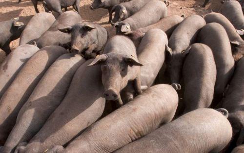 "사람보다 더 많은 돼지"… 환경오염