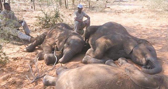 “사상 최악 밀렵” 보츠와나 코끼리 