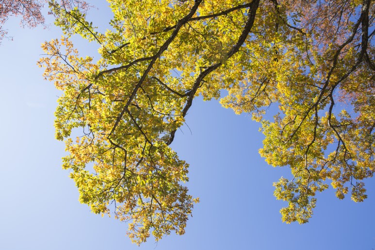한라산 어리목코스- 제주 가을 단풍 