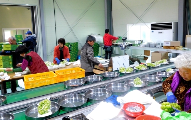 산떼루아 공동 선별장에서 직원들이 중국으로 수출할 포도를 추려내는 작업을 하고 있다. [사진=박준규 기자]