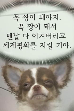 세상에서 가장 귀여운 치와와