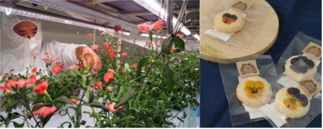 식용꽃을 재배하는 식물공장(왼쪽)과 식용꽃으로 만든 먹거리