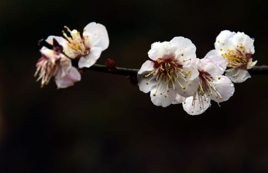 봄비 머금은 봄꽃… 방울방울 봄이 맺