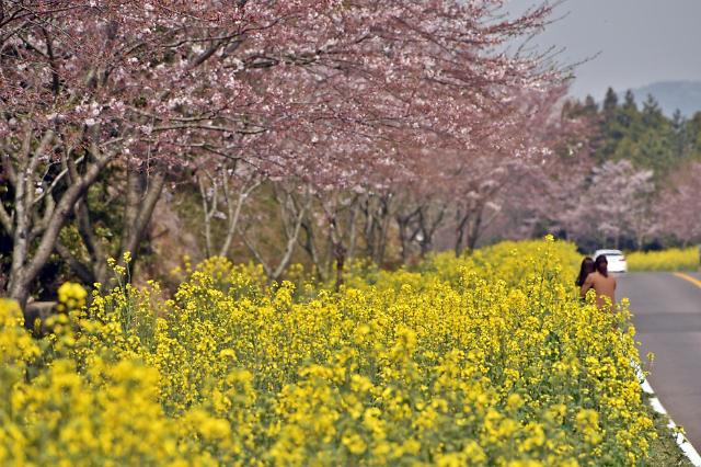 벚꽃·유채꽃·해변·현무암… 제주의 봄