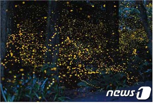 반딧불이 향연·지하강 원시 열대비경 