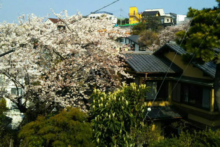 한국인 안보여요, 일본 상위 0.01