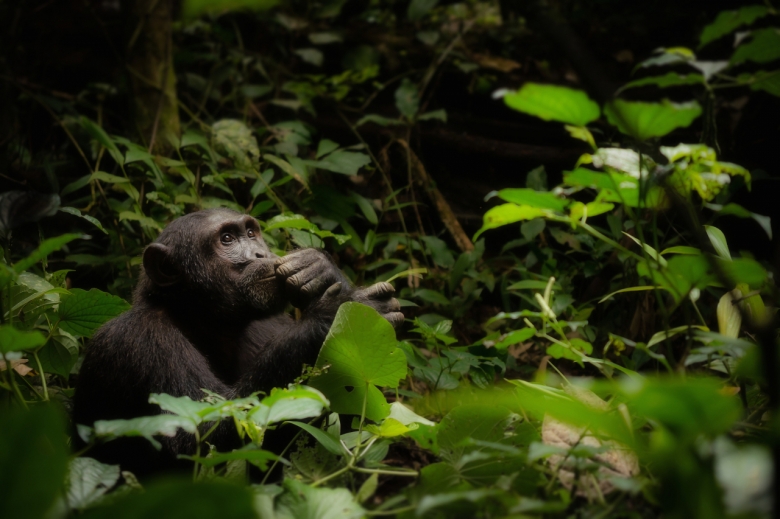 우간다 카이벌 국립공원에 서식하는 침팬지 [세계자연기금(WWF) 제공, 저작권 Cheryl Ramalho]