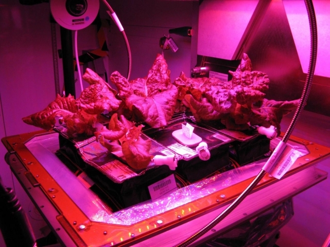 국제우주정거장(ISS)의 재배기 배지(veggie)에서 길러진 상추 [NASA 제공]
