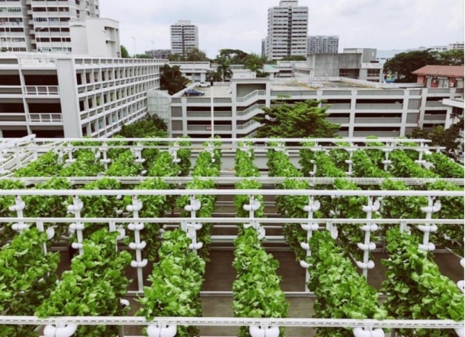 싱가포르 아파트 옥상을 이용한 농작물 재배 모습 [사진=aT]