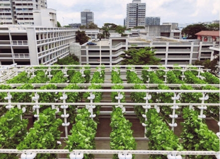 싱가포르 아파트 옥상을 이용한 농작물 재배 모습