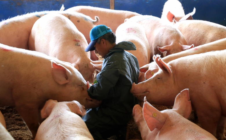 소스용 고기를 제공받는 경남 거창의 동물복지 인증 농장
