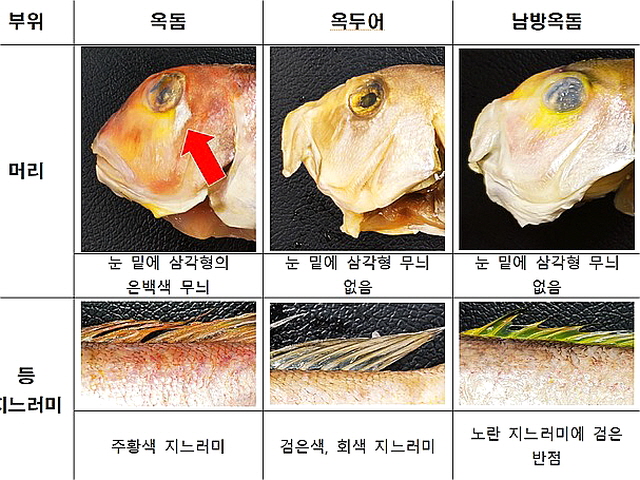 옥두어 | 검색결과 - ZUM 허브