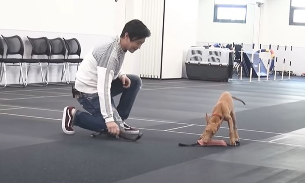 Youtube@강형욱의 보듬TV – Dog Trainer Kang