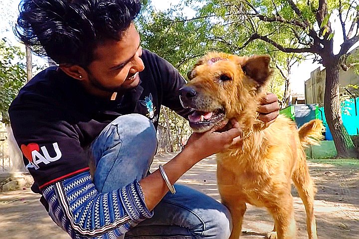 Youtube@Animal Aid Unlimited, India