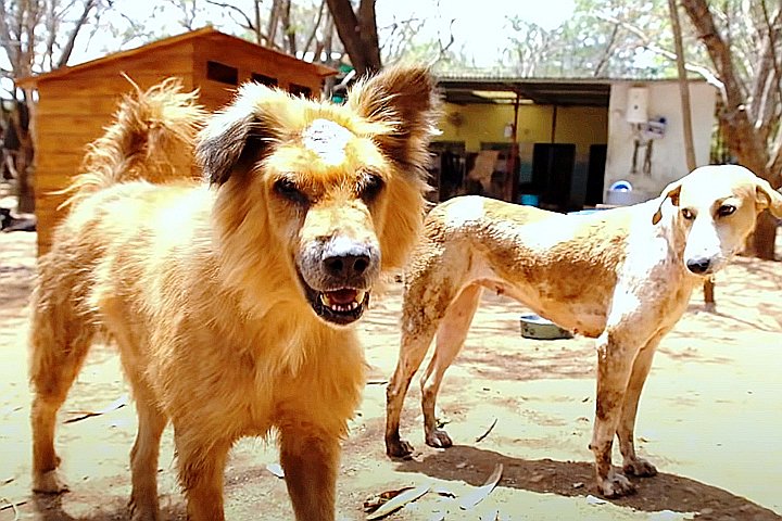 Youtube@Animal Aid Unlimited, India