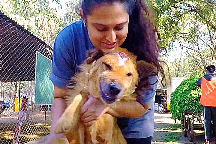 Youtube@Animal Aid Unlimited, India