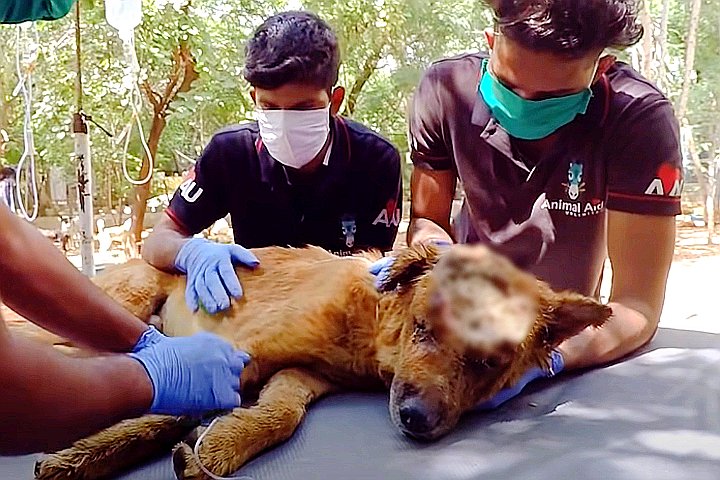 Youtube@Animal Aid Unlimited, India