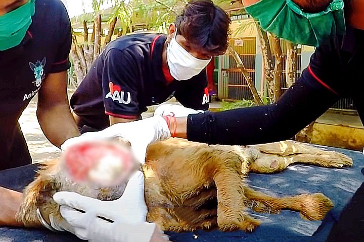 Youtube@Animal Aid Unlimited, India