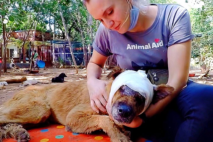 Youtube@Animal Aid Unlimited, India