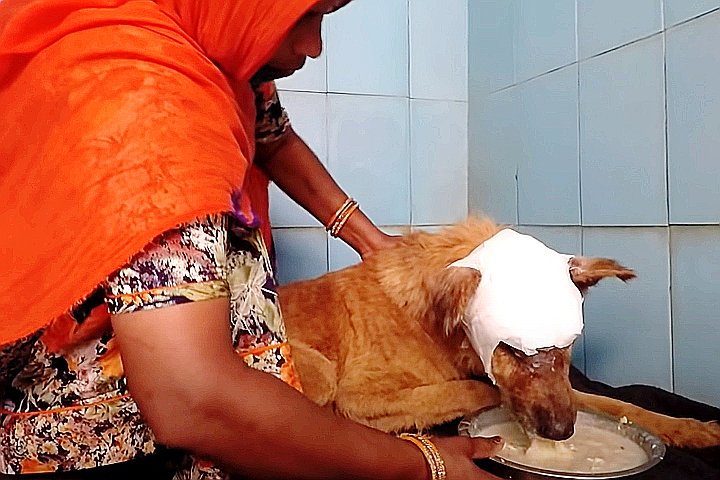 Youtube@Animal Aid Unlimited, India