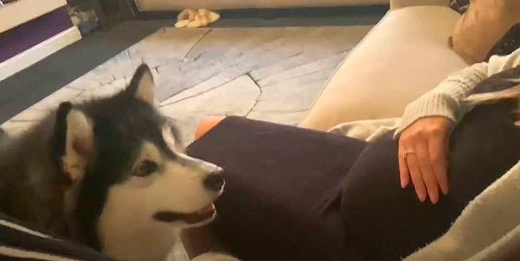 Youtube@Life with Malamutes