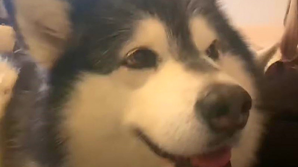 Youtube@Life with Malamutes