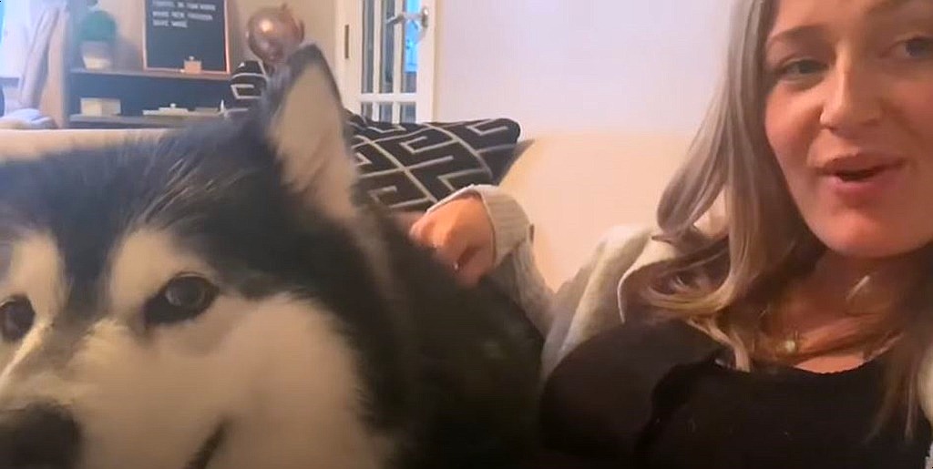 Youtube@Life with Malamutes