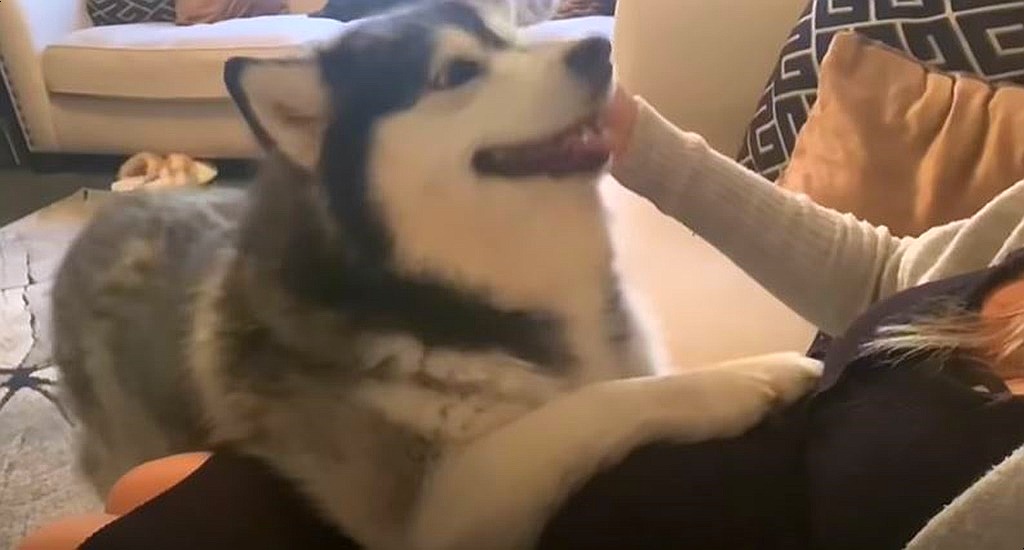 Youtube@Life with Malamutes