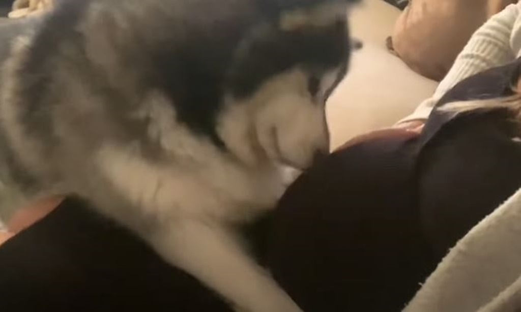 Youtube@Life with Malamutes