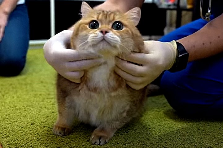 Youtube@Hosico Cat