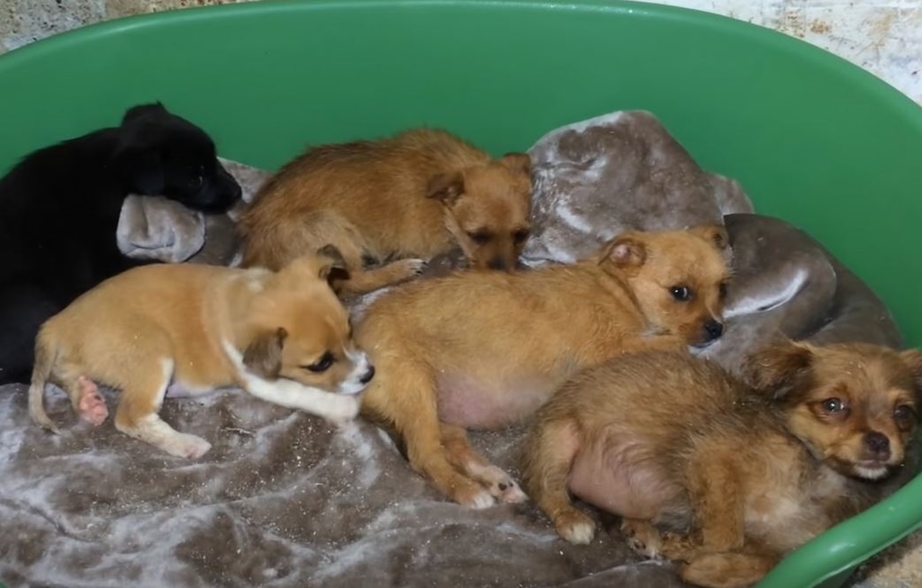 일괄 출처 = Youtube@Dog Rescue Shelter Mladenovac, Serbia