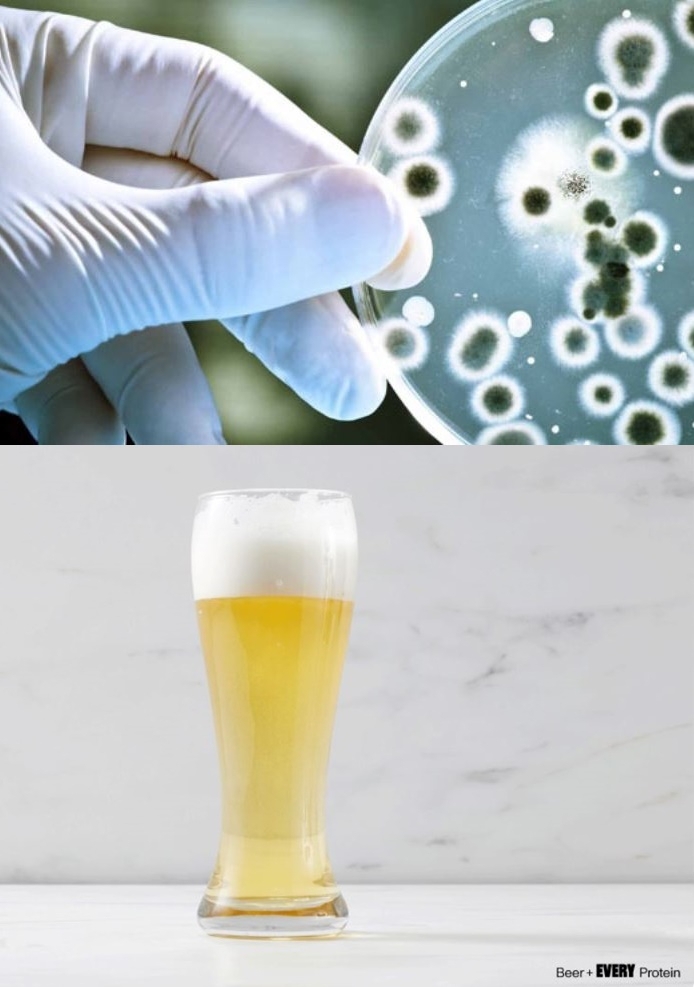 ‘에브리컴퍼니’의 수용성 단백질을 넣은 맥주