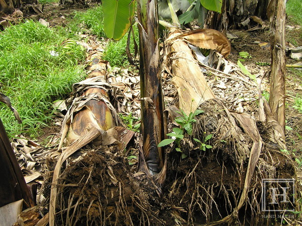 바나나뿌리썩이선충에 피해를 입고 쓰러진 바나나 나무 / flickr (Scot Nelson)
